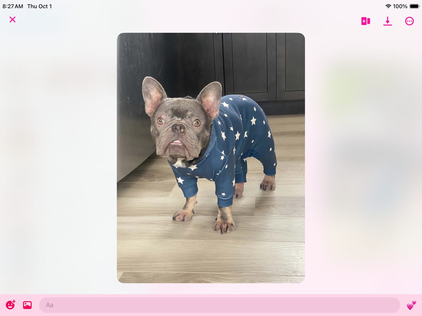 Customer photo review of Dog Pajama - Stars