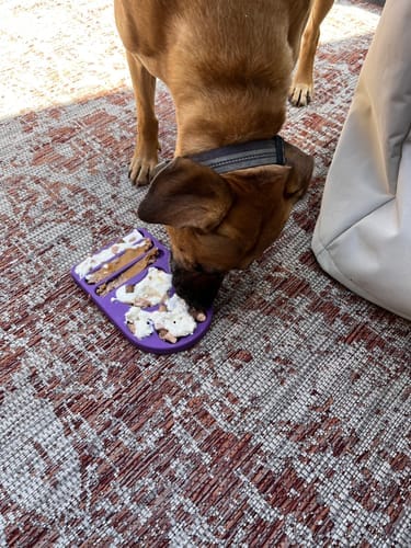 Customer photo review of Family Value Bundle - Best Value for Multi-Dog Homes