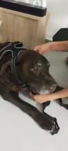 Customer photo review of No Pull Dog Harness – Reflective Padded Vest with Front Clip and Top Handle