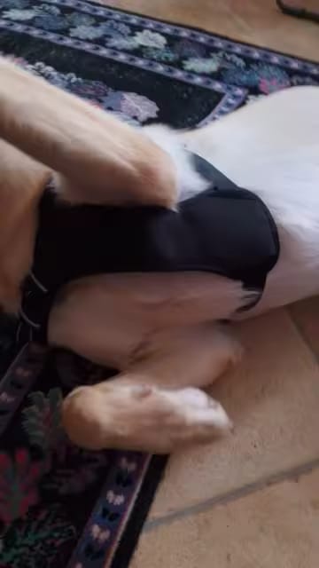 Customer photo review of No Pull Dog Harness – Reflective Padded Vest with Front Clip and Top Handle