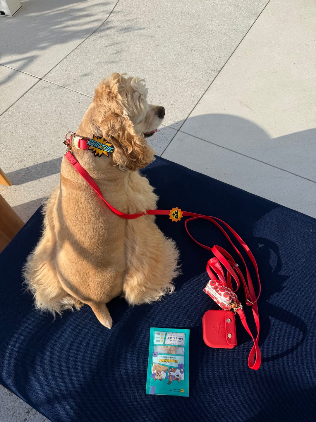 Customer photo review of Suns Out Jiby Dog Charm