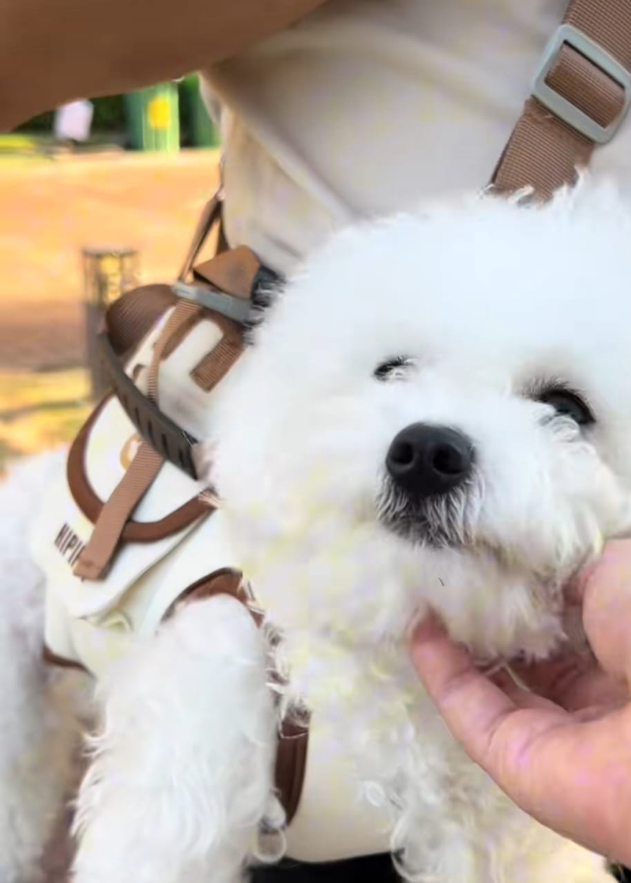 Customer photo review of Arnés de Transporte para Perros Pequeños