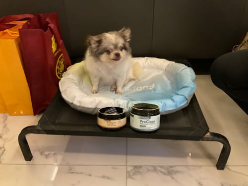 Customer's ProBiome狗狗益生菌軟粒與潔牙粉放置在寵物床前，一隻小型長毛狗坐在床上。