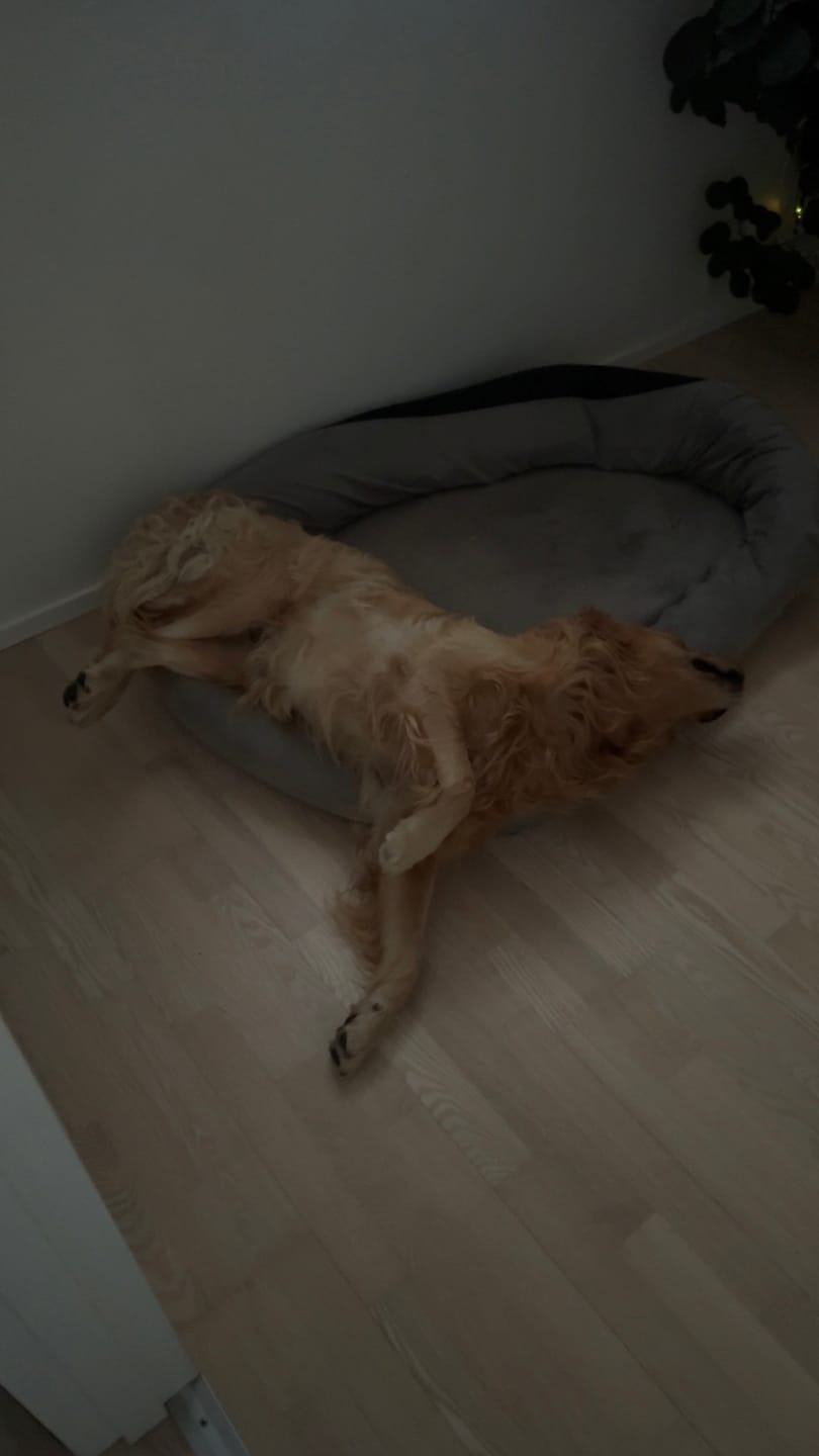 Customer photo review of Hundeseng 'HYGGE' (latte)