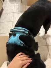Customer photo review of No Pull Dog Harness – Soft Air-Mesh Vest with Front & Back Clips, Reflective Trim and Padded Handle