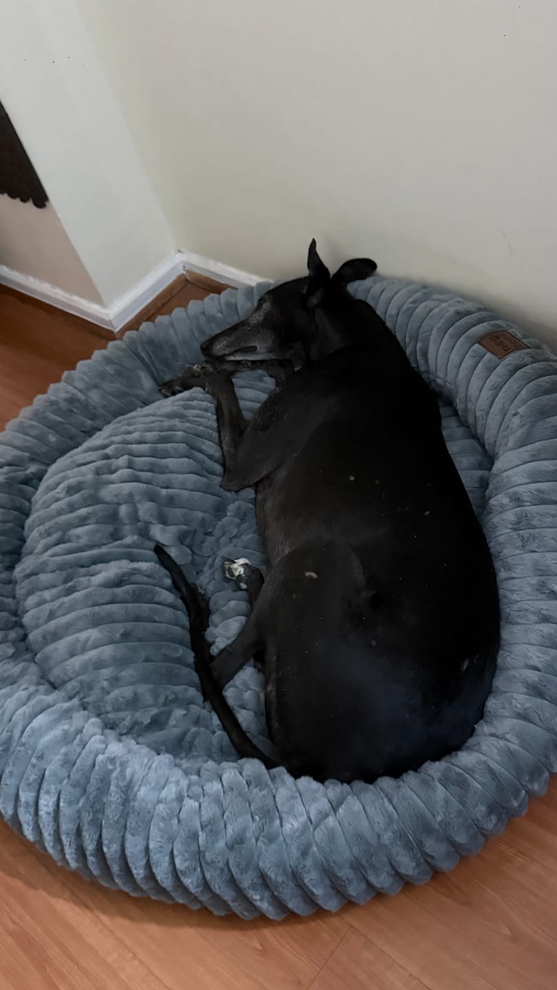 Customer photo review of Luxury Edition: Cama Anti-Estrés THE DOGS