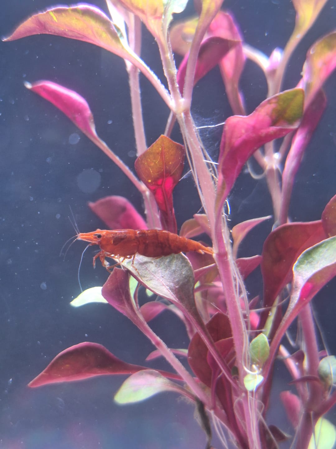 Customer photo review of Fire Red Cherry Shrimp (Bright Red Neocaridina)