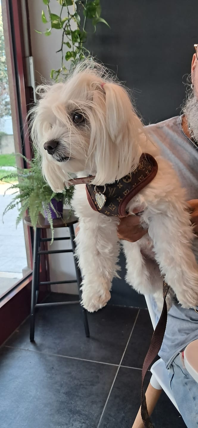 Customer photo review of Pettorina e guinzaglio Louis Pawtton