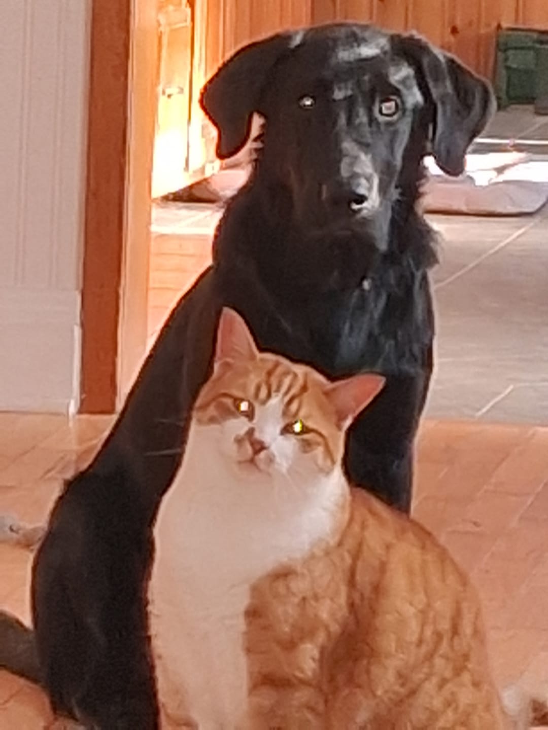 Customer photo review of Cutest Pets of Pupvote Summer 2026