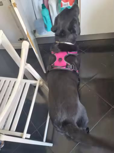 Customer photo review of No Pull Dog Harness – Reflective Padded Vest with Front Clip and Top Handle