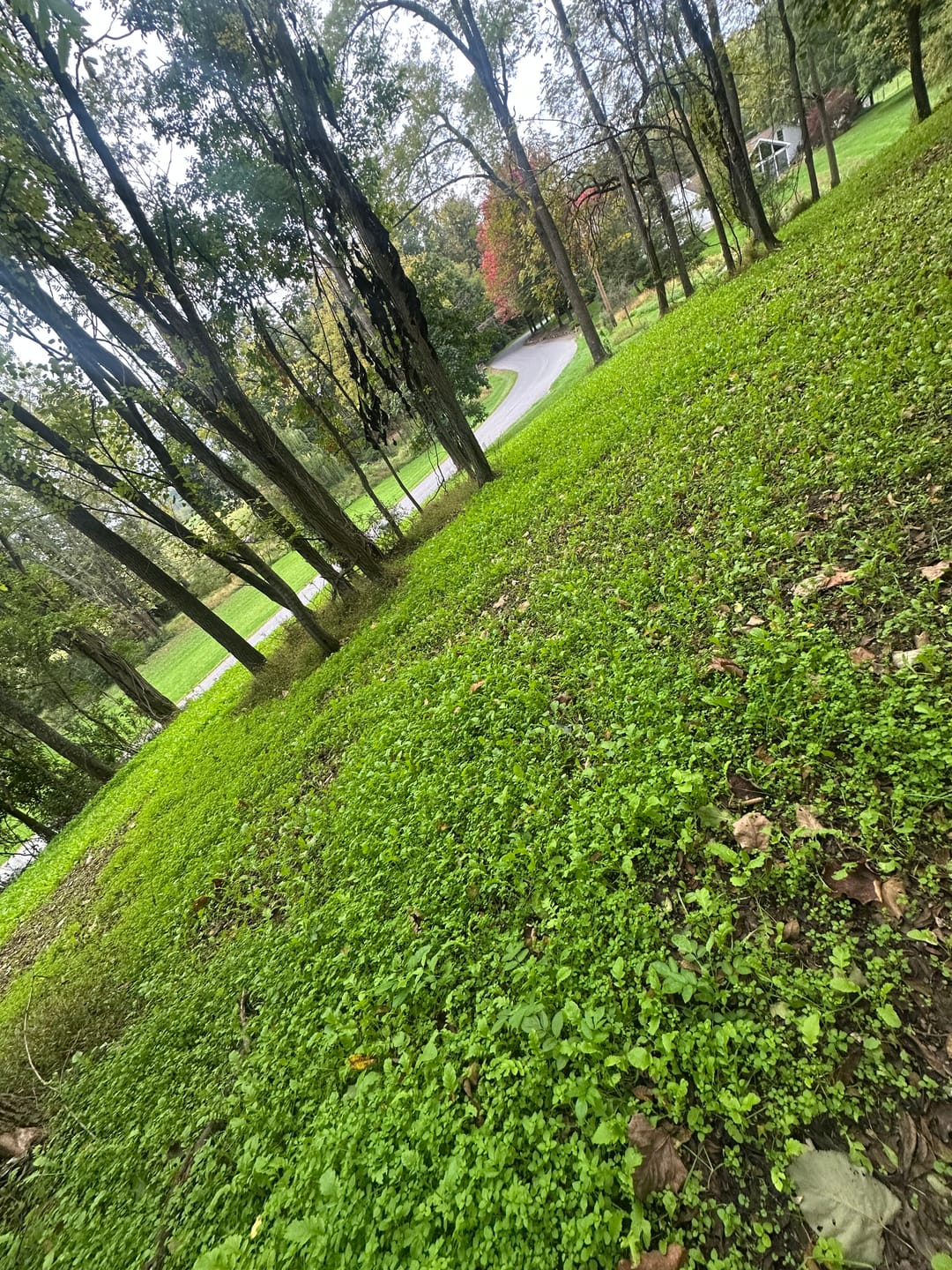 Customer photo review of No Till No Problem