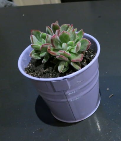 Customer photo review of Echeveria pulvinata 'Ruby'