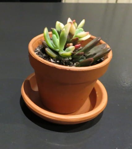 Customer photo review of Echeveria manaudes variegated