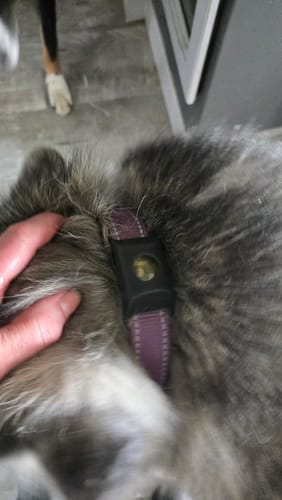 Customer photo review of Fästingshänge - 12 månaders helt naturligt fästing- och loppisskydd för hundar