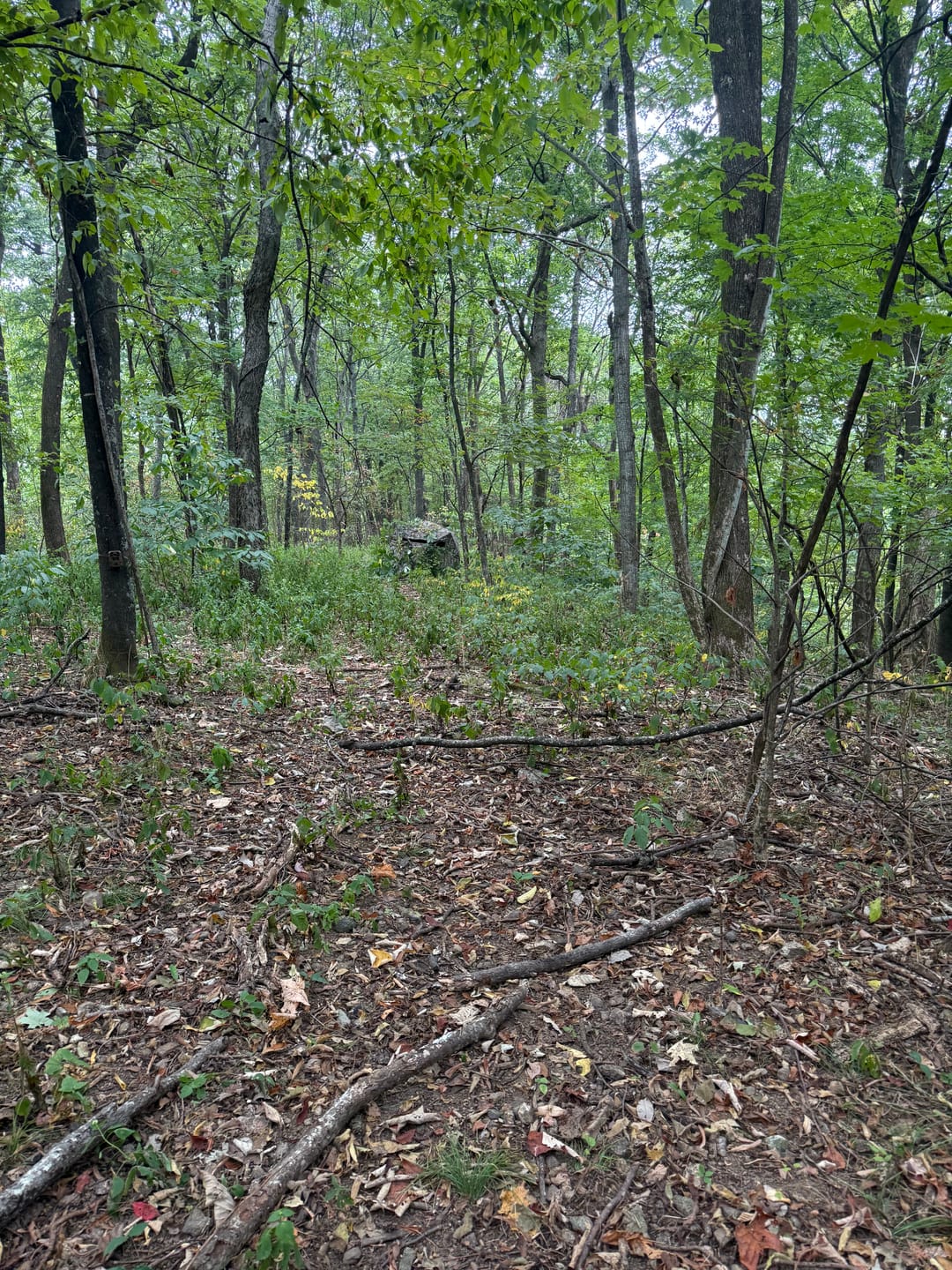 Customer photo review of VisMax See Through Blind | 270° Pop Up 3-4 Man Deer Blind | Portable Ground Blind Hunting for Sale with Hunters Comfort Design