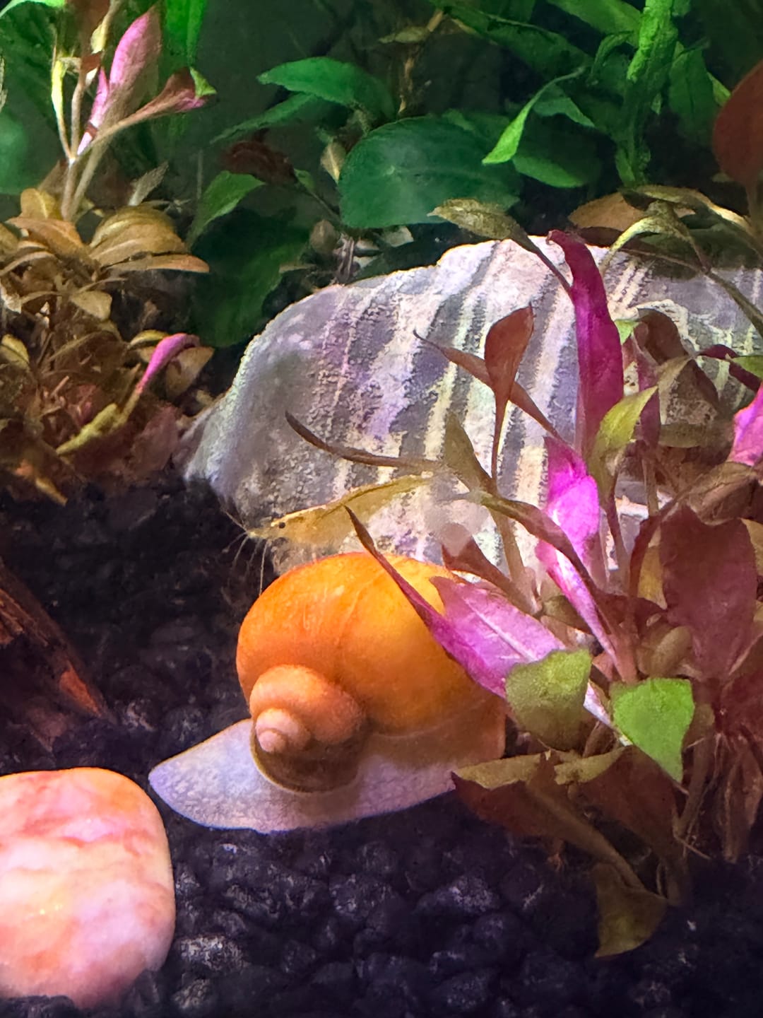 Customer photo review of Neon Yellow Shrimp "NEW"