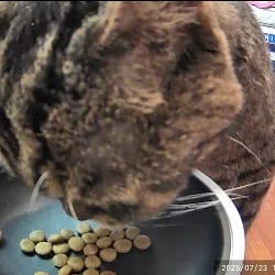 Customer photo review of OrbiPet Vision - Camera Smart Feeder
