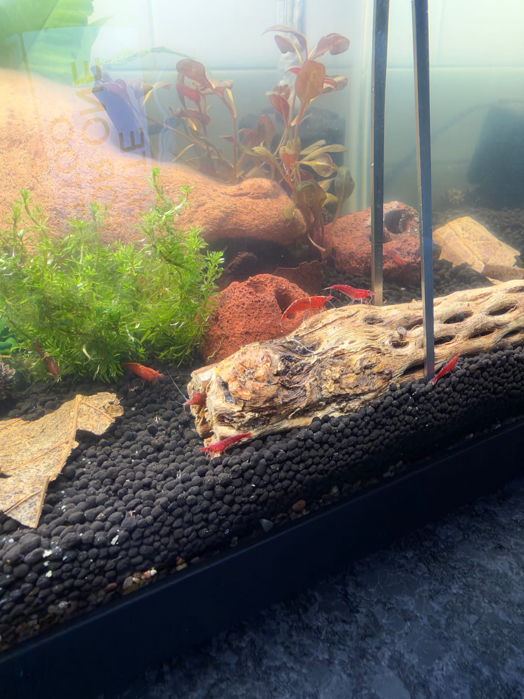 Customer photo review of Fire Red Cherry Shrimp (Bright Red Neocaridina)