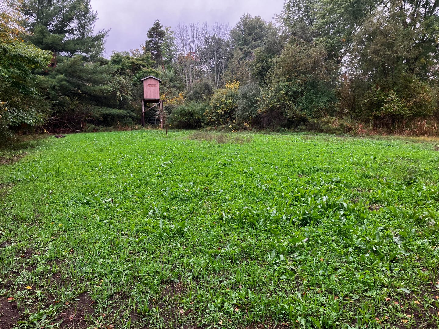 Customer photo review of Whitetail Hill Clover