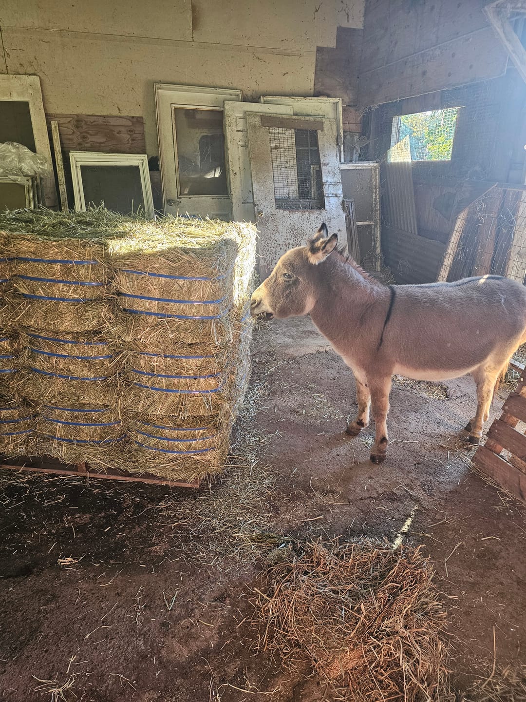 Customer photo review of Timothy Orchard Grass Hay 1st Cut (2026 Crop) Grass Hay (Buy More - Save More)(Includes delivery too!)