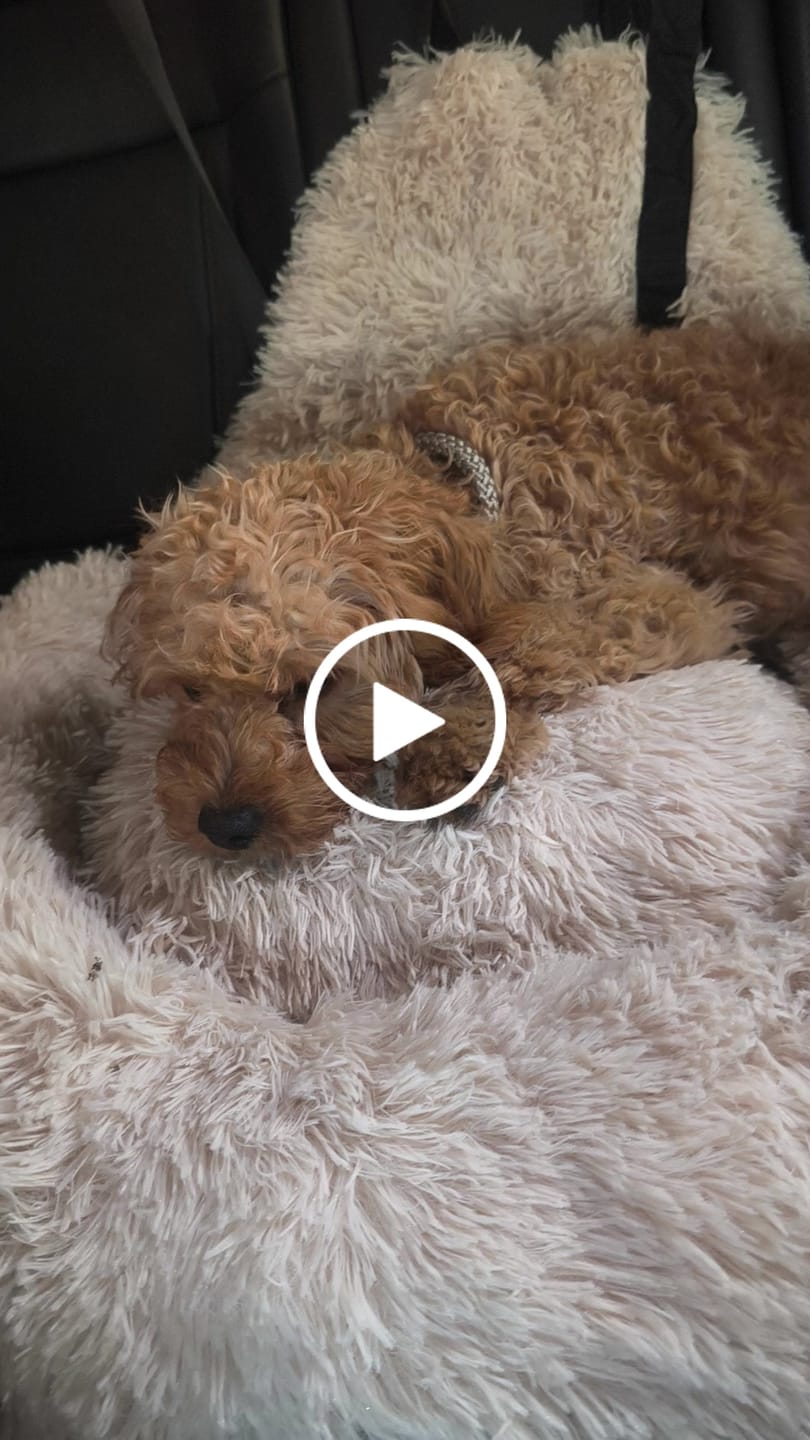 Customer video review of Fluffy Autostoel (2-in-1)