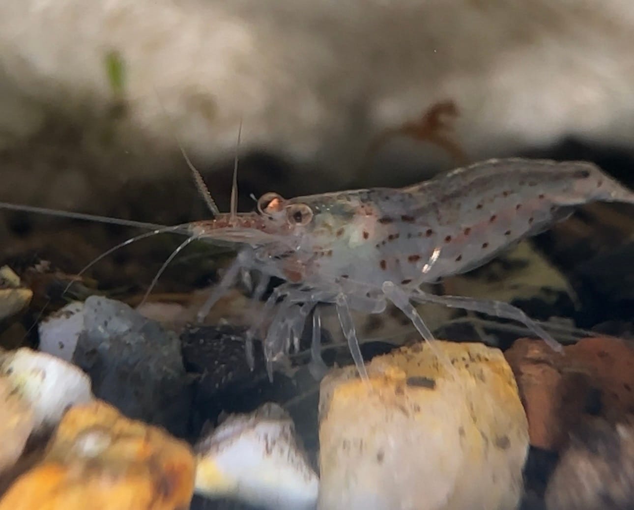 Customer photo review of Amano Shrimp (Algae-Eating Freshwater Shrimp)