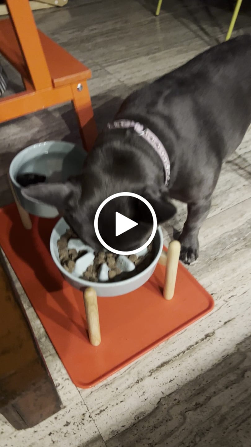 Customer video review of Ceramic Slow Feeder Bowl