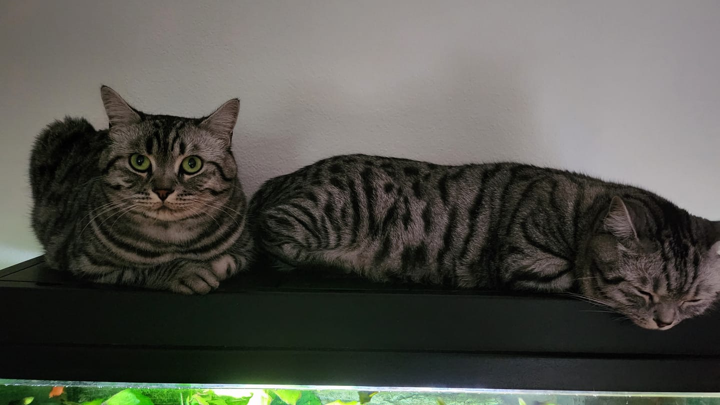 Customer photo review of Naturreines Katzenstreu