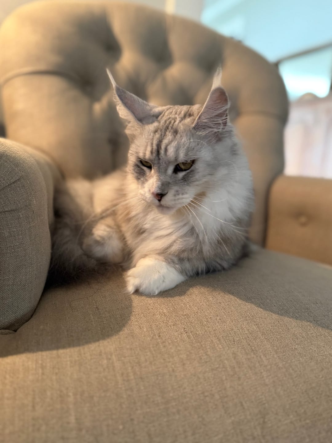 Customer photo review of Pure Linen Fabric 10.5 oz/y² (Natural)