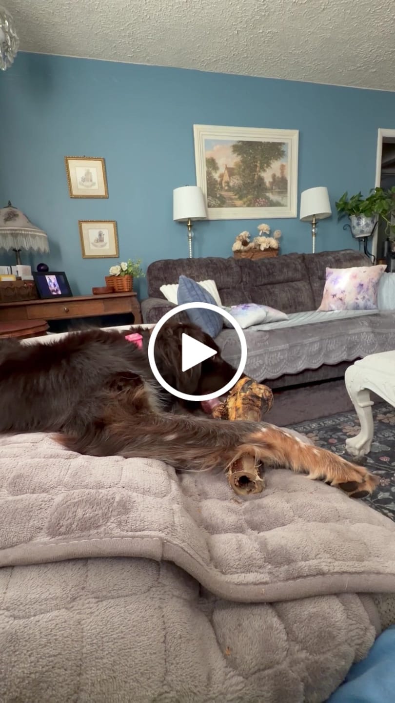Customer video review of Large Ostrich Cane (11.5" x 5"): The Ultimate Long-Lasting Chew for Medium, Large & XL Dogs