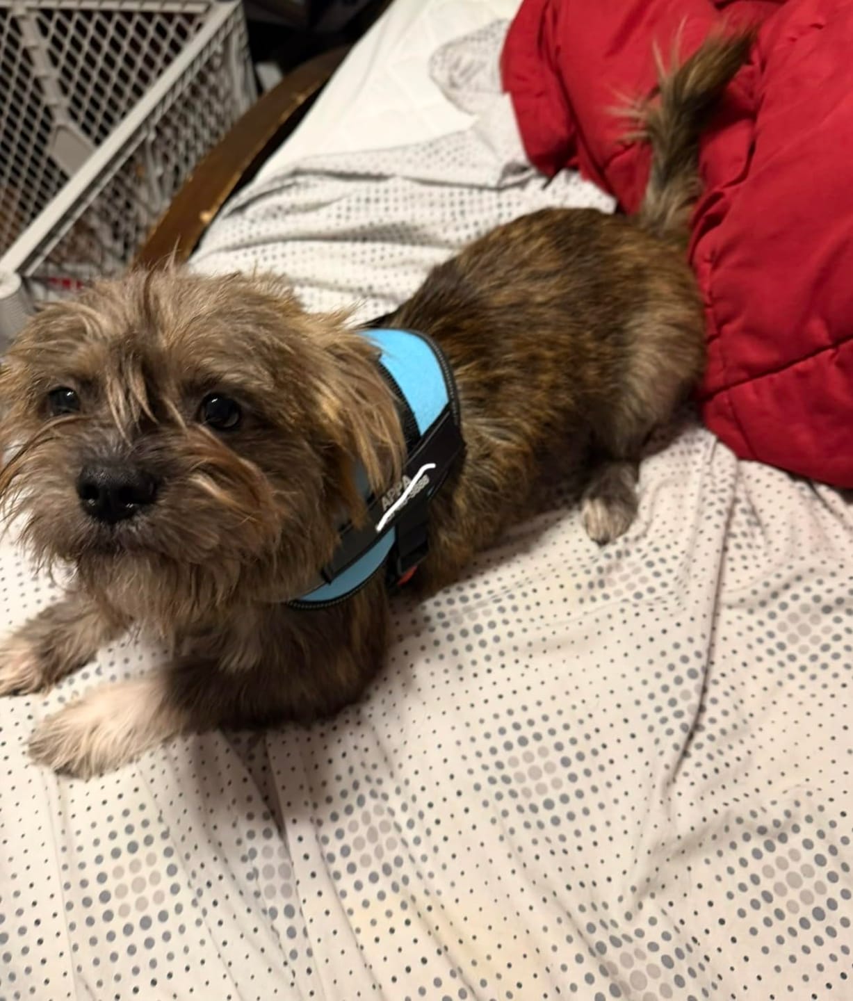 Customer photo review of No Pull Dog Harness