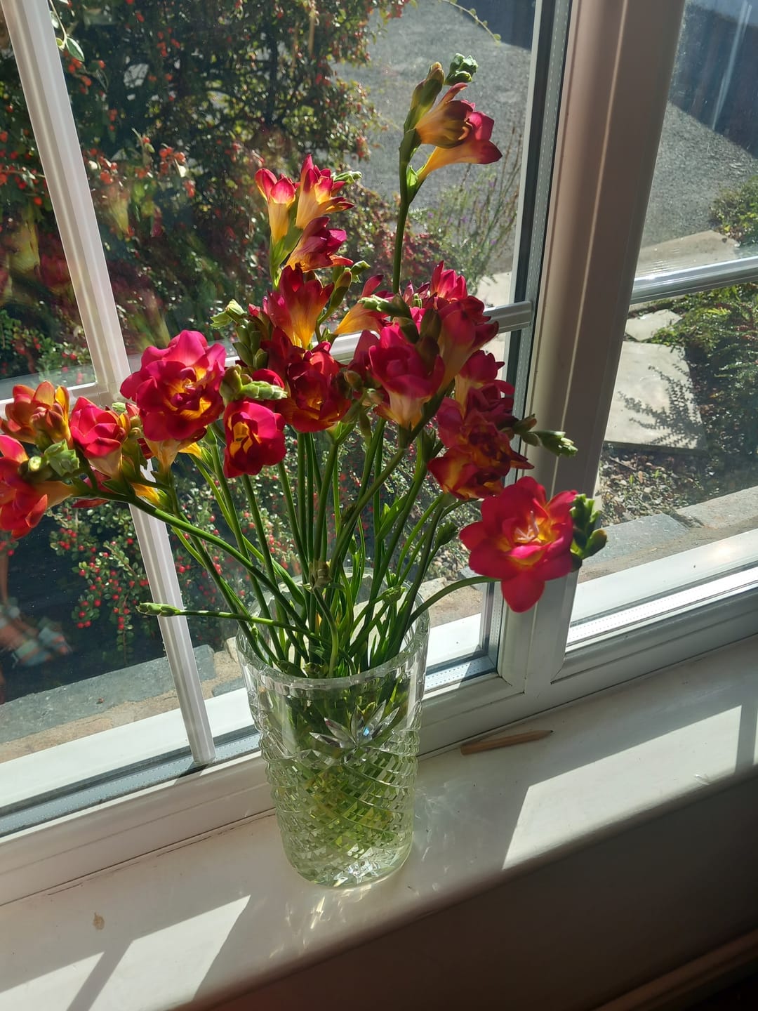 Customer photo review of Light Pink Guernsey Long Stem Freesia Flowers