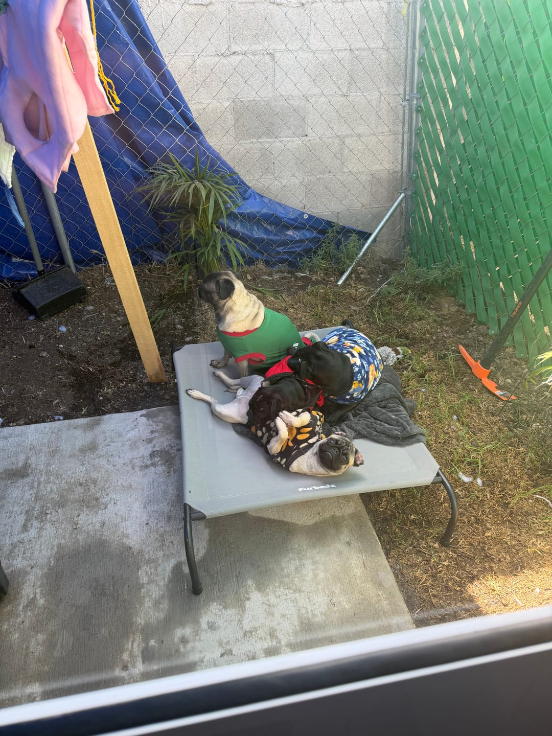 Customer photo review of Cama Elevada para Perros