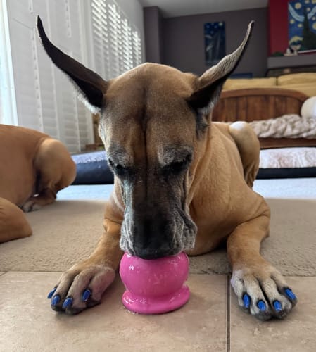 Baby A.’s dog with a Freezball Bundle
