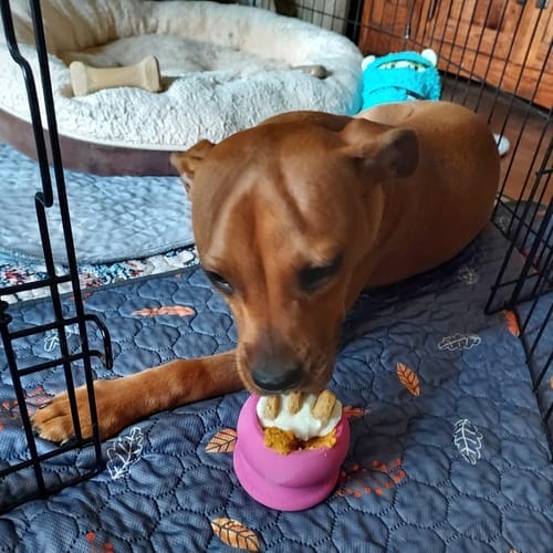 Customer photo review of FreezBall Bundle — Best value on the most-loved bones