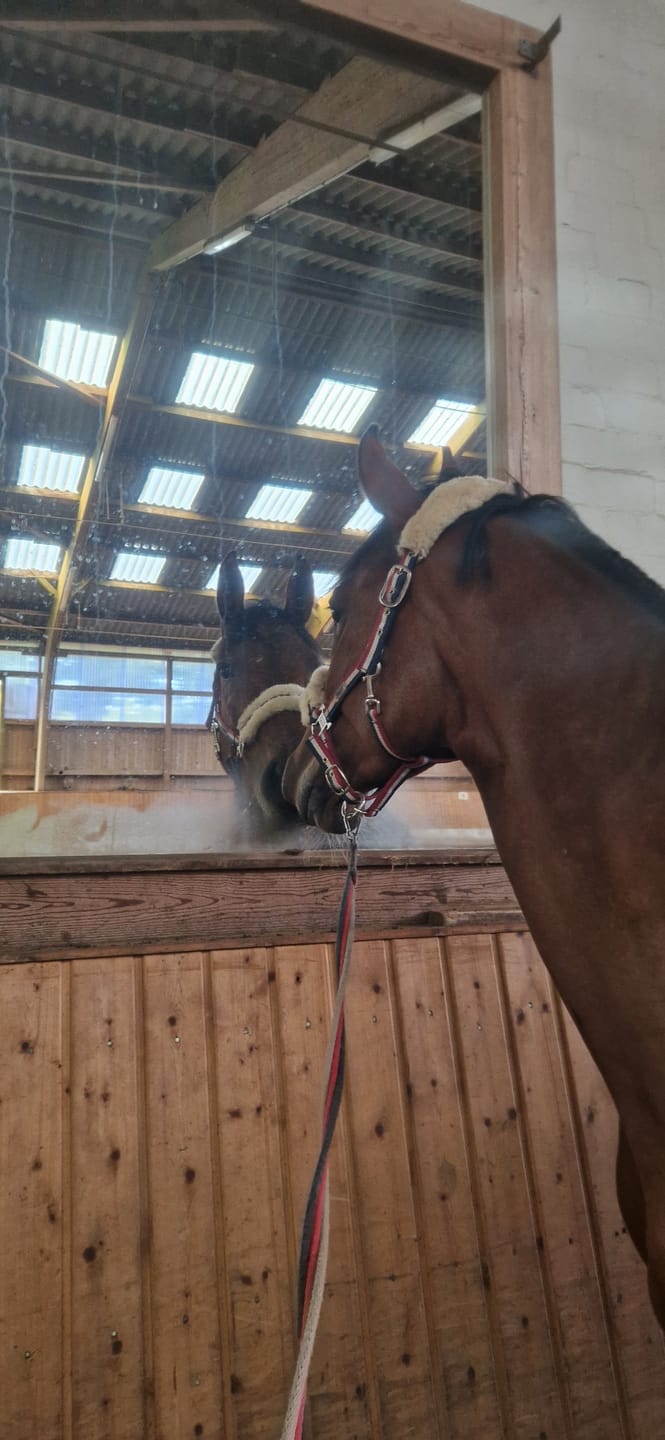 Customer photo review of Boxenschild Derby