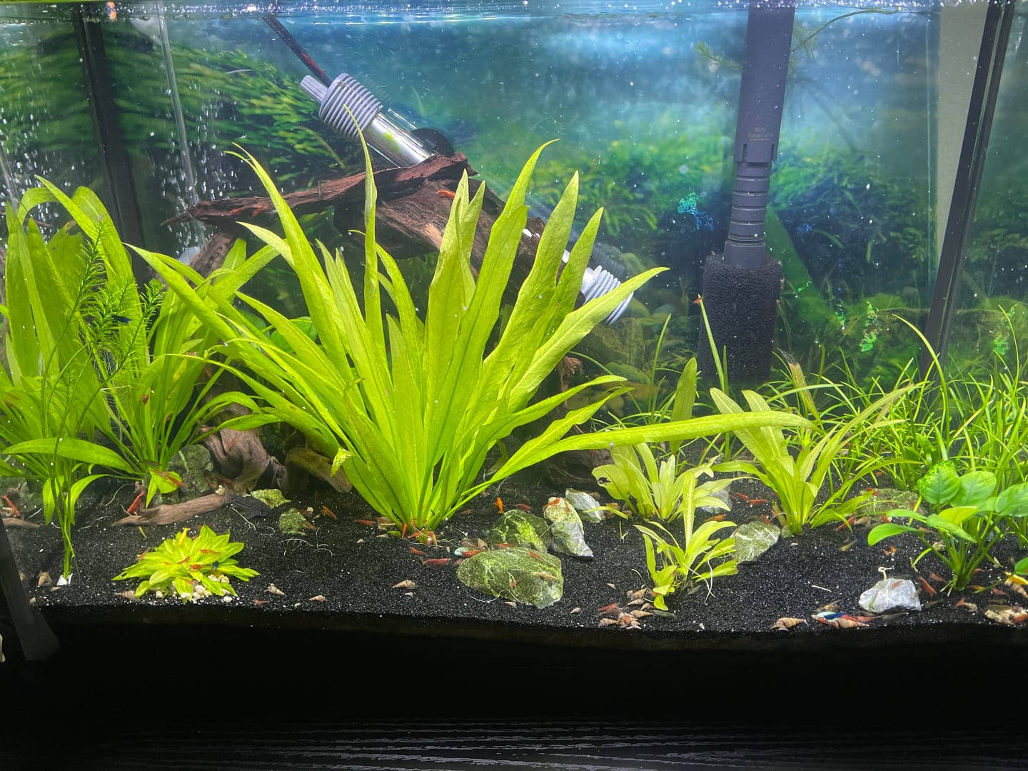 Customer photo review of Blue Velvet Shrimp