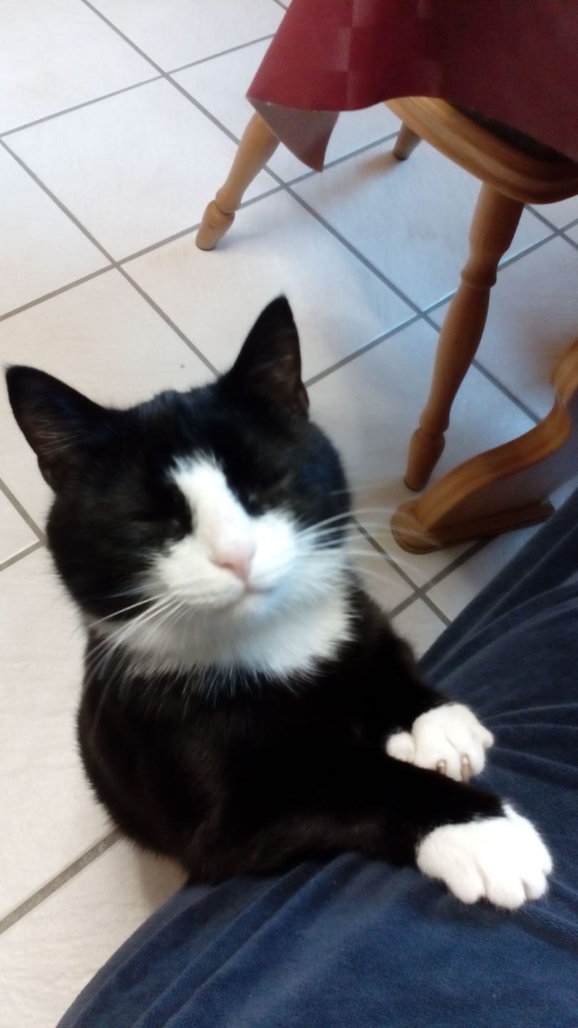 Customer photo review of Naturreines Katzenstreu Aktion