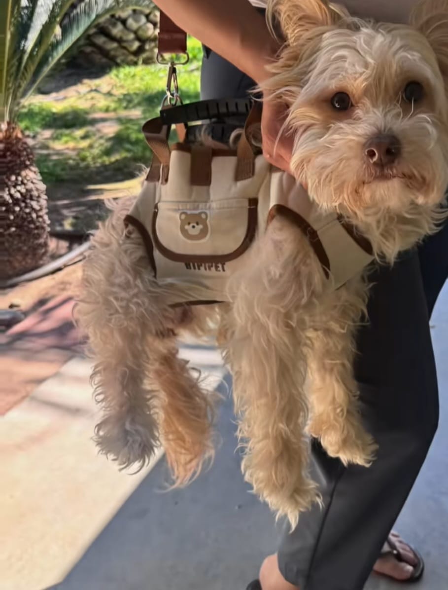 Customer photo review of Arnés de Transporte para Perros Pequeños