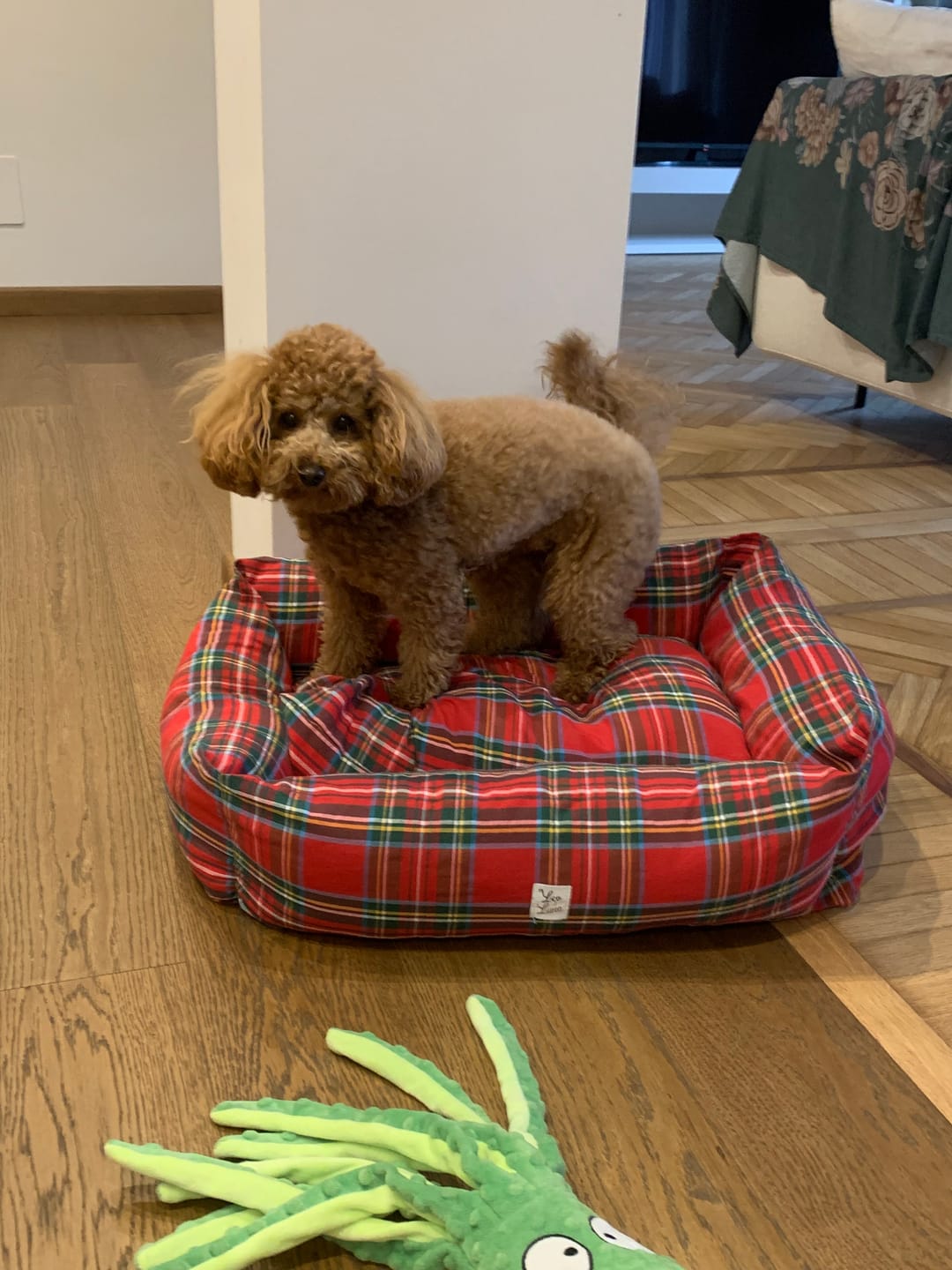 Customer photo review of Cover Scozzese rossa