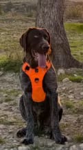 Customer photo review of No Pull Dog Harness – Soft Air-Mesh Vest with Front & Back Clips, Reflective Trim and Padded Handle