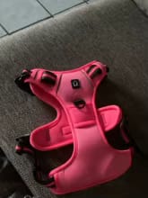 Customer photo review of No Pull Dog Harness – Soft Air-Mesh Vest with Front & Back Clips, Reflective Trim and Padded Handle