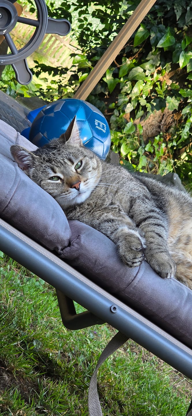 Customer photo review of Naturreines Katzenstreu