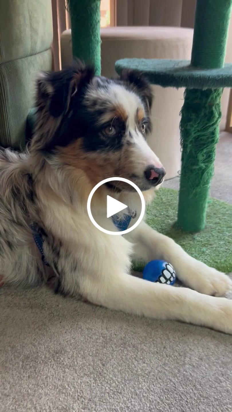 Customer video review of Grinz Fetch Ball