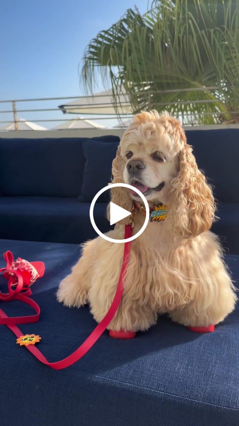 Customer video review of Reactive Jiby Dog Charm
