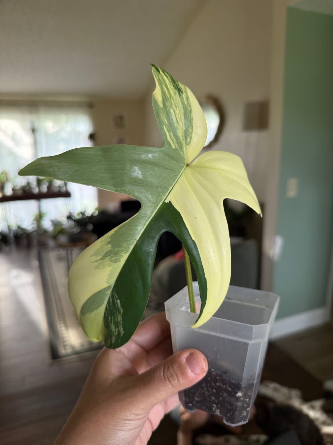 Customer photo review of Variegated Philodendron Florida Beauty Cutting - Rare Collector Indoor Plant