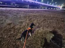 Customer photo review of No Pull Dog Harness – Adjustable Padded Vest with Front Clip and Handle