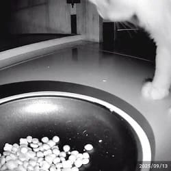 Customer photo review of OrbiPet Vision - Camera Smart Feeder
