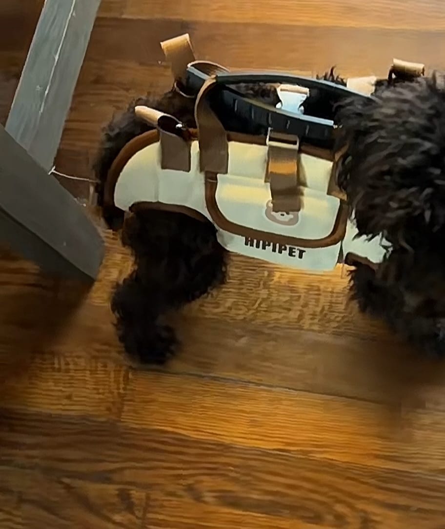 Customer photo review of Arnés de Transporte para Perros Pequeños