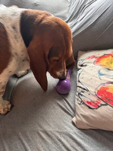 Customer photo review of Freezstick - Indestructible Enrichment Chew